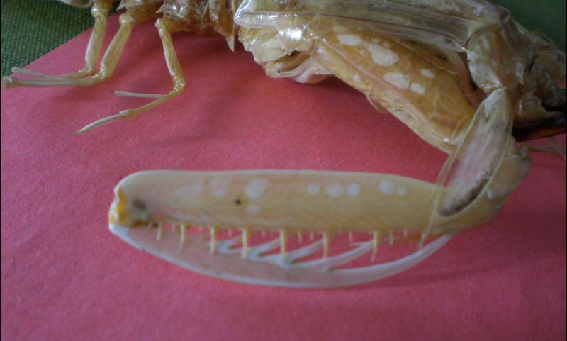 harpiosquilla harpax T.F.C. mxp2 right.bmp